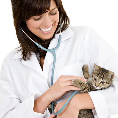 Doctor holding kitten
